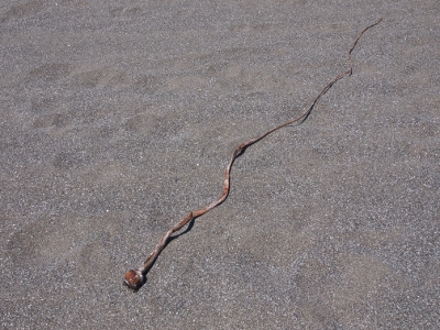 [A long skinny thing from the sea which could be some type of seaweed or a jellyfish tenacle.]